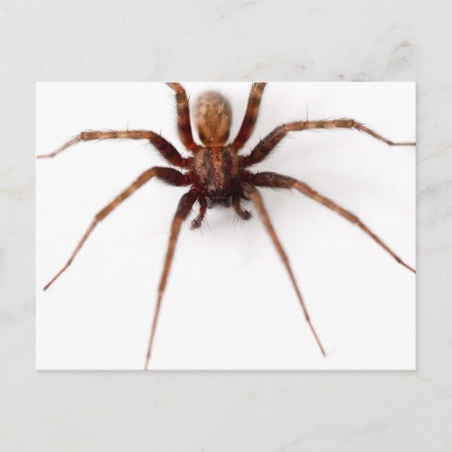 Big Scary Spider Postcard (Front)