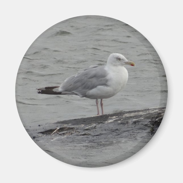 Big seagull magnet (Front)