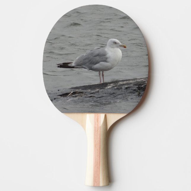 Big seagull ping pong paddle (Front)