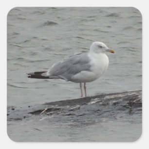 Big seagull square sticker