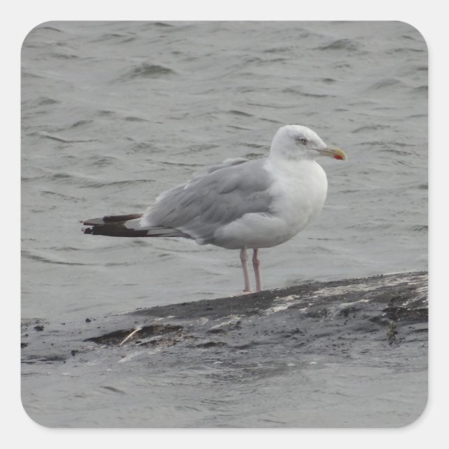 Big seagull square sticker (Front)