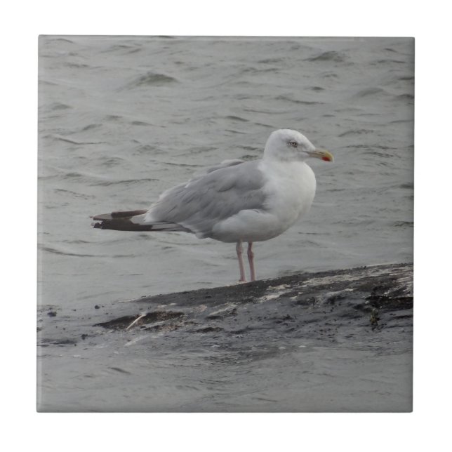 Big seagull tile (Front)