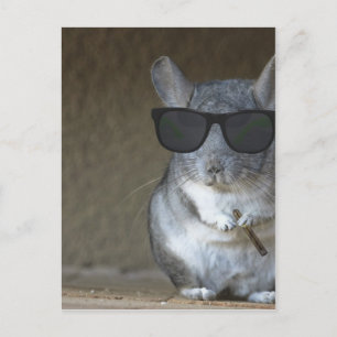 Big Shot Chinchilla Postcard
