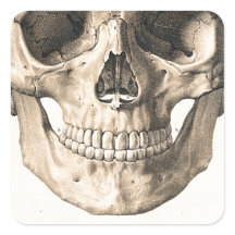 Big Skull, Small Skull