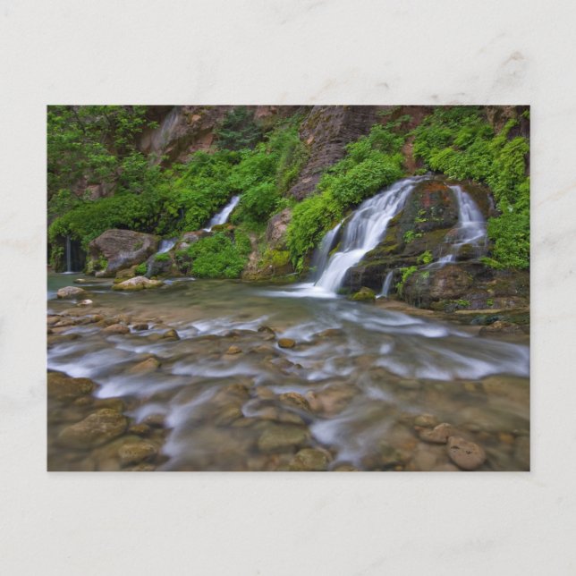 Big Springs Virgin River | Zion National Park Postcard (Front)