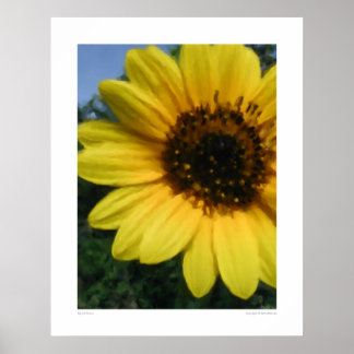 Big Sunflower - HUGE 28.5" x 36" Poster