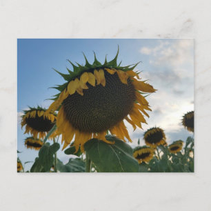 Big Sunflower Postcard