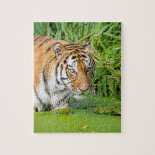 Big Tiger Going Swimming with Green Foliage Jigsaw Puzzle