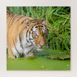 Big Tiger Going Swimming with Green Foliage Jigsaw Puzzle