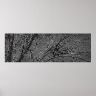 Big tree black and white panoramic photo poster