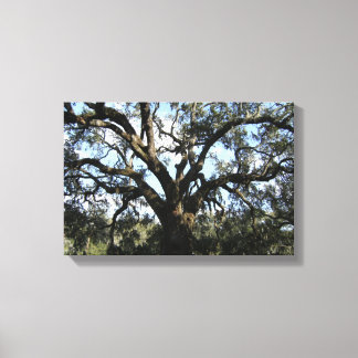 Big Tree Canvas Print