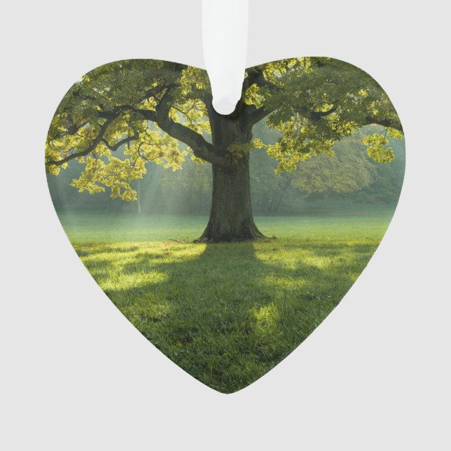 Big Tree Forest   Dated Photo Custom Ornament (Front)