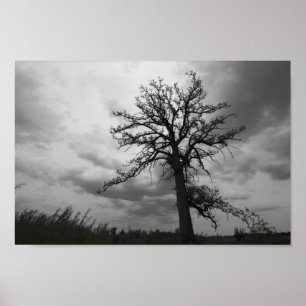 Big Tree, Glacier Ridge Metropark, Dublin, Ohio Poster