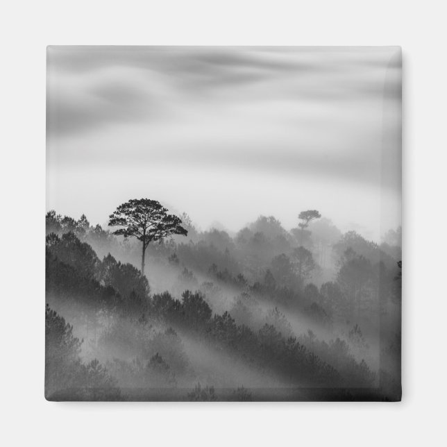 Big Tree in Pine Forest in the Mist Magnet (Front)