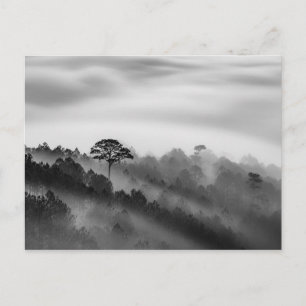 Big Tree in Pine Forest in the Mist Postcard