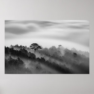 Big Tree in Pine Forest in the Mist Poster