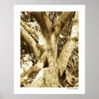 Big Tree Photography Sepia Black and White