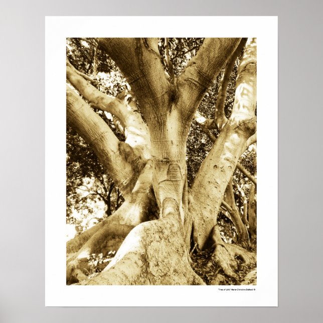 Big Tree Photography Sepia Black and White Poster (Front)