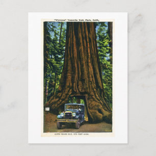 Big Tree Wawona, Mariposa Grove, CA Postcard