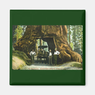 Big Tree Wawona, Mariposa Grove, CA Vintage Magnet
