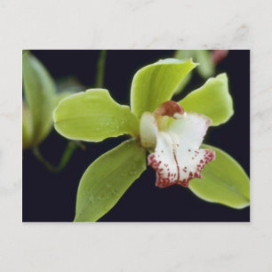 Big Trees (Cymbidium) flowers Postcard