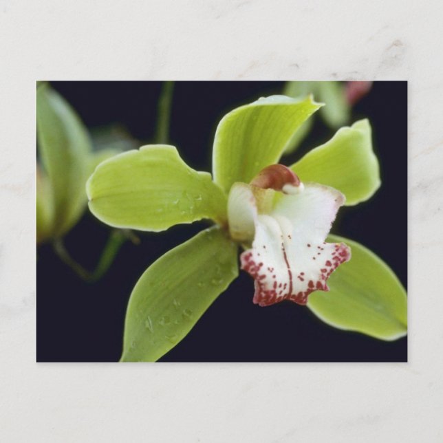 Big Trees (Cymbidium) flowers Postcard (Front)