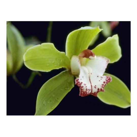 Big Trees (Cymbidium) flowers Postcard