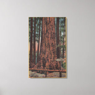 Big Trees State Park, CA - Neck Breaker Tree Canvas Print
