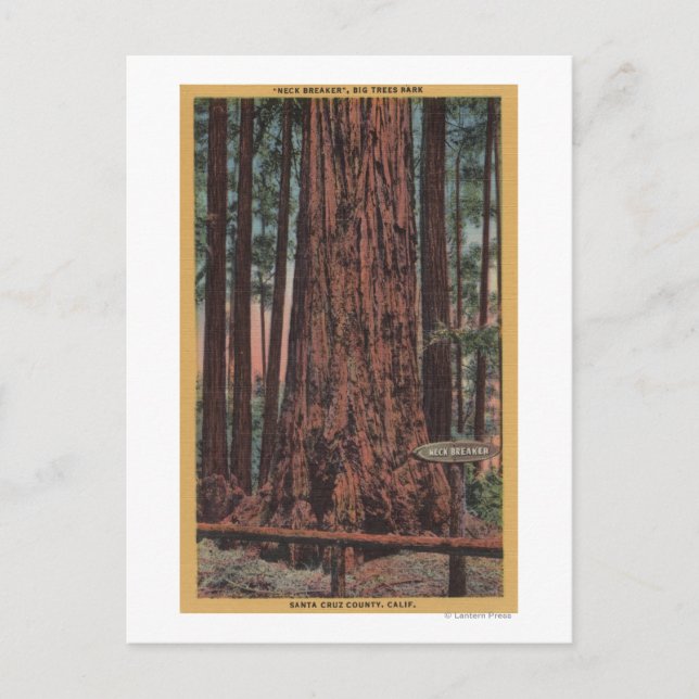 Big Trees State Park, CA - Neck Breaker Tree Postcard (Front)