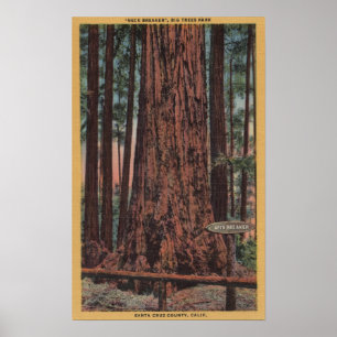 Big Trees State Park, CA - Neck Breaker Tree Poster