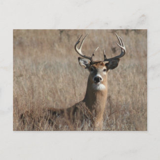 Big Trophy Buck Deer in Tall Grass Postcard