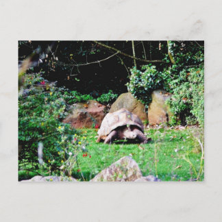 Big Turtle Postcard