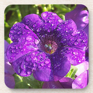 Big Wet Purple Petunia Flower Coaster Set (6)