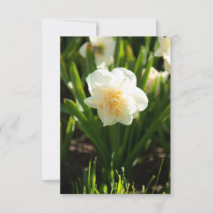 Big white daffodils on a spring day 