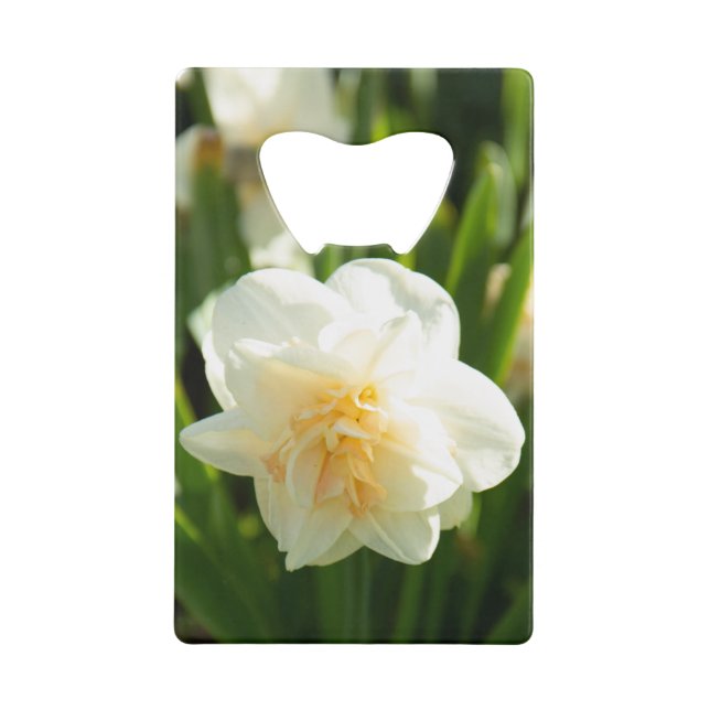 Big white daffodils on a spring day   (Front)