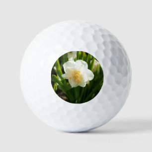 Big white daffodils on a spring day  golf balls