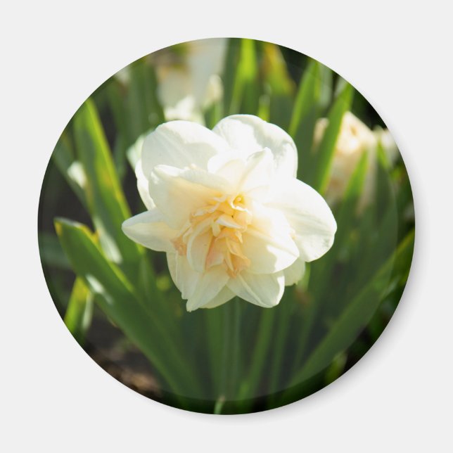Big white daffodils on a spring day  magnet (Front)