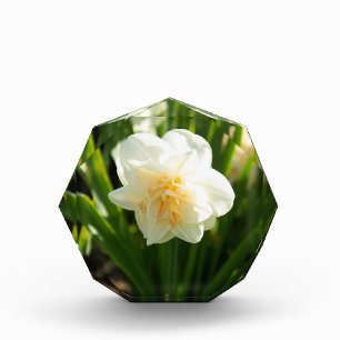 Big white daffodils on a spring day photo block