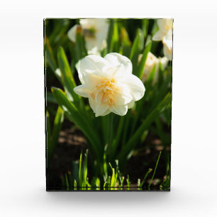 Big white daffodils on a spring day photo block