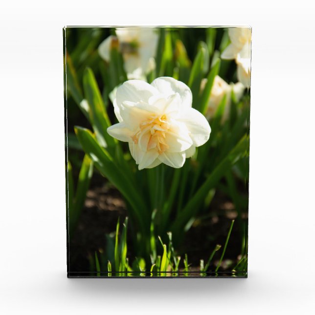 Big white daffodils on a spring day  photo block (Front)
