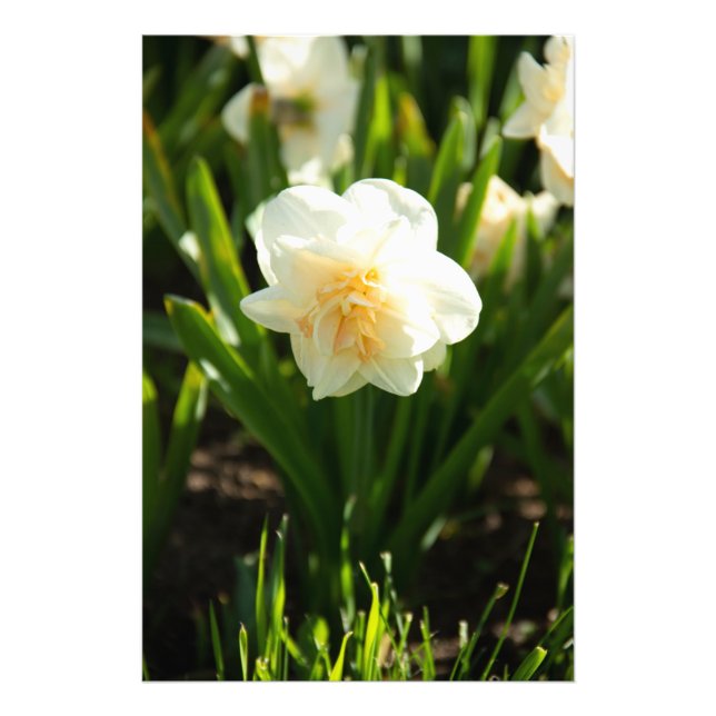 Big white daffodils on a spring day  photo print (Front)