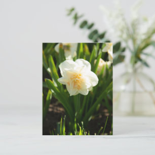 Big white daffodils on a spring day postcard