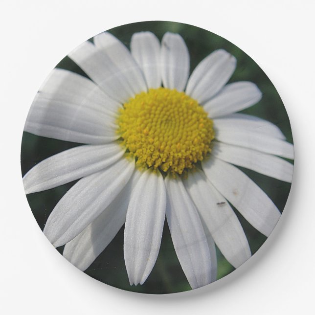 Big White Daisy Paper Plate (Front)