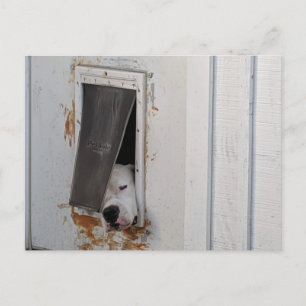 Big white dog tries to get out of little doggie do postcard
