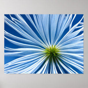 big white flower with blue sky poster