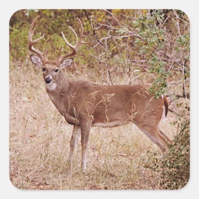 Big White Tailed Deer Buck Antlers Sticker (Front)