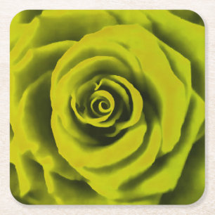 Big Yellow Rose Square Paper Coaster