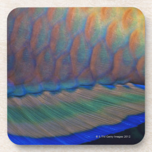 Bigeye Priacanthus hamrur, close-up of fin Coaster