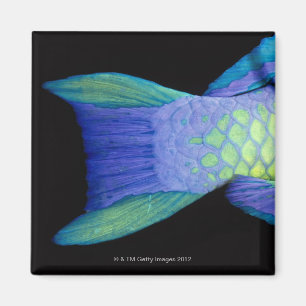 Bigeye Priacanthus hamrur, close-up of tail Magnet