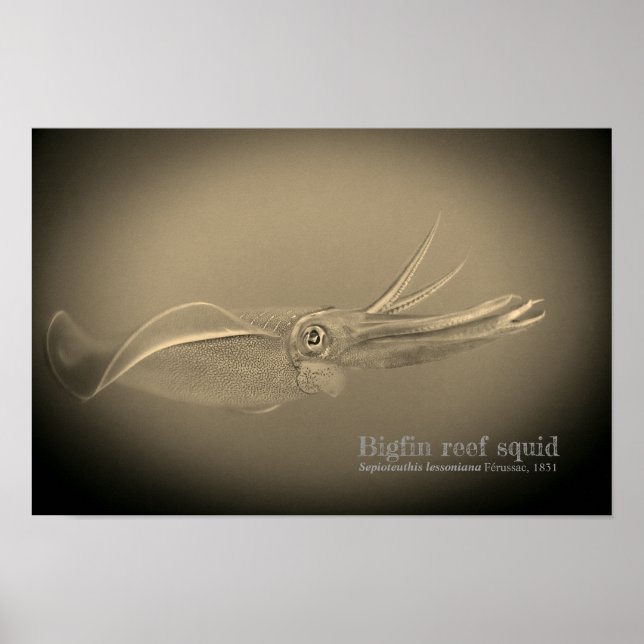 Bigfin reef squid, Sepioteuthis lessoniana, Poster (Front)